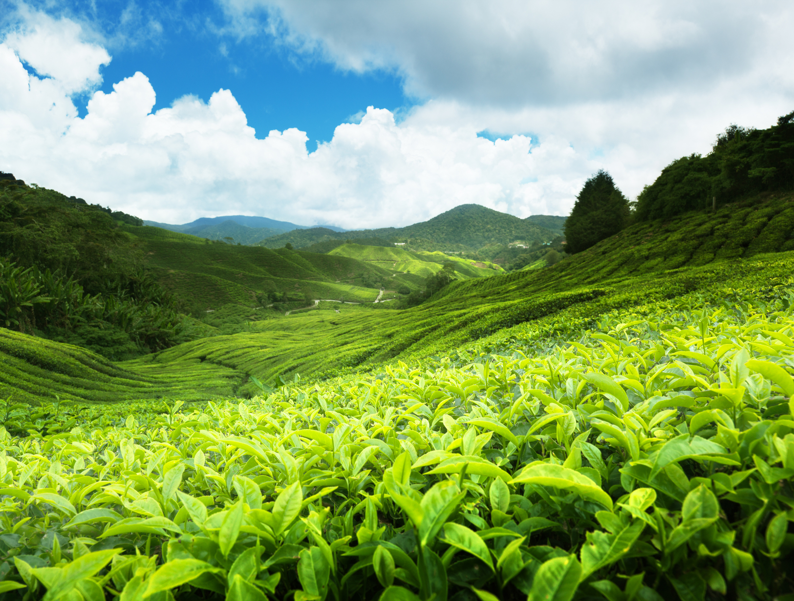 Assam Tea - plantáž